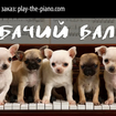 Dog Waltz - Frederic Chopin